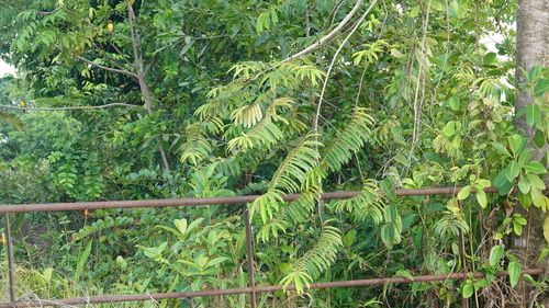 Foto de Ucuuba