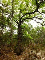 Quercus laceyi