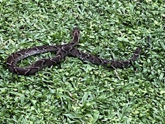 Xenodon rabdocephalus image