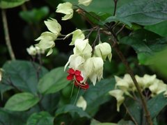 Sicana odorifera