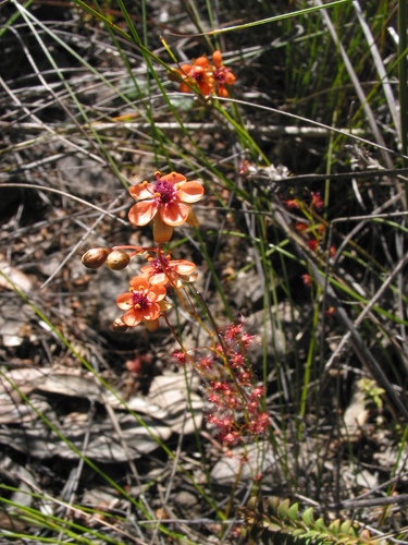 Drosera microphylla (Drosera microphylla)