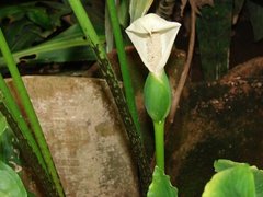 Sicana odorifera