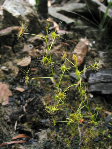 Drosera modesta (Drosera modesta)