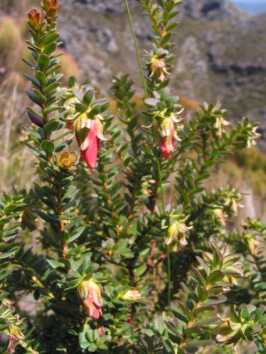Image of Darwinia squarrosa by (c) Gail A Baker, some rights reserved (CC BY)