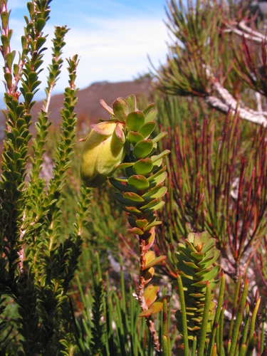 Image of Darwinia collina by (c) Gail A Baker, some rights reserved (CC BY)