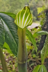 Arisaema jacquemontii