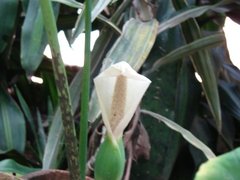 Sicana odorifera
