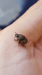 Onthophagus lemur