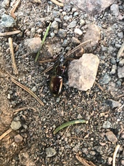 Pterostichus burmeisteri