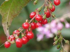 Sicana odorifera