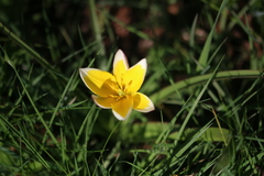 Tulipa urumiensis