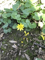 Ficaria verna