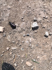 Pterostichus burmeisteri