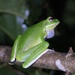White-lipped Tree Frog - Photo (c) gggpellas, some rights reserved (CC BY-NC-ND)