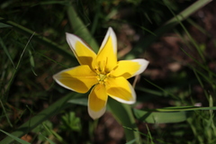 Tulipa urumiensis