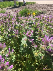 Lamium amplexicaule