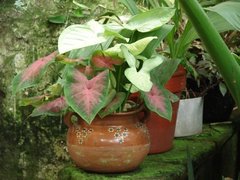 Sicana odorifera