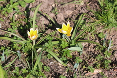 Tulipa urumiensis