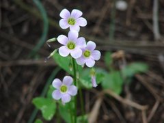 Sicana odorifera
