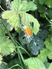 Anthocharis cardamines