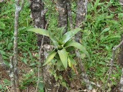 Sicana odorifera