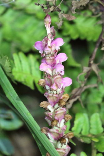 Image of Nepal Satyrium by no rights reserved
