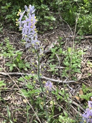 Camassia scilloides