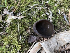 Pseudoplectania nigrella