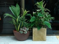 Sicana odorifera