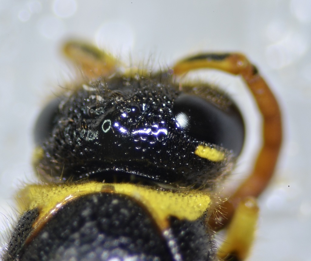 Vespid wasp
