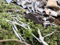 Pseudoplectania nigrella