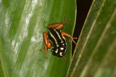 Ranitomeya yavaricola