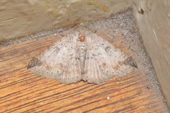 Ericeia congressa