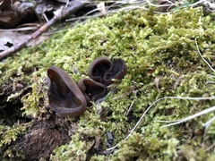 Pseudoplectania nigrella