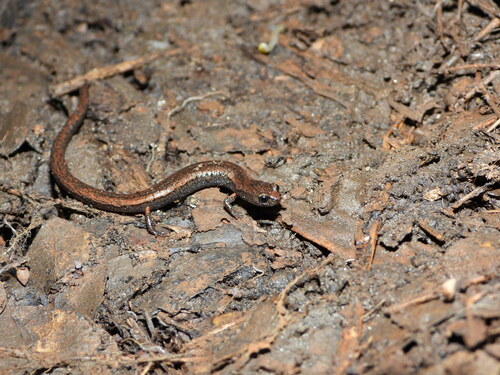 iNaturalist observation photo of Kings River Slender Salamander