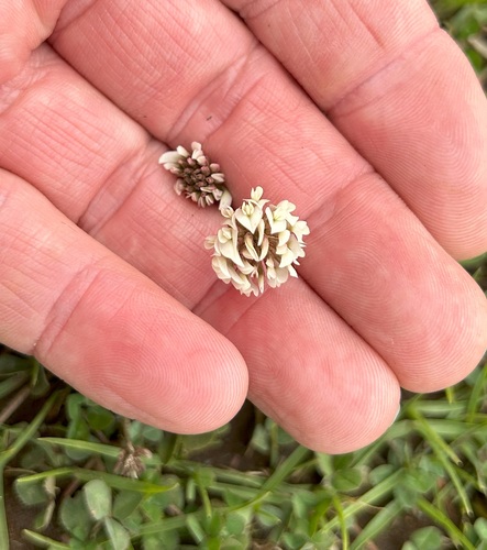 Trifolium repens observed 2024-02-11