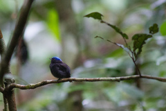 Lepidothrix coronata