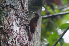 Xiphorhynchus elegans