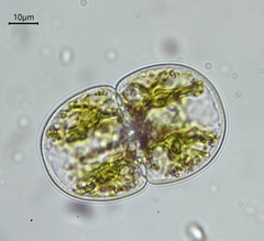 Cosmarium subcucumis