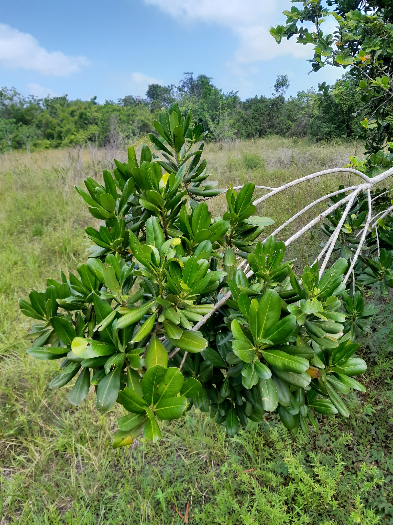 Imagem de Capororoca