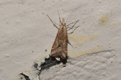 Diasemia monostigma