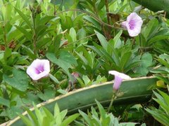 Sicana odorifera