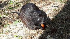Myocastor coypus