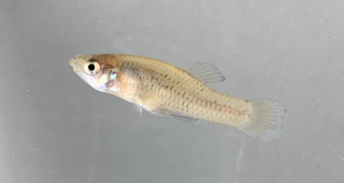 Gambusia echelleorum