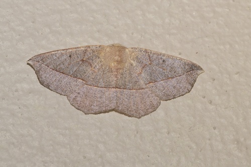 Xanthisthisa