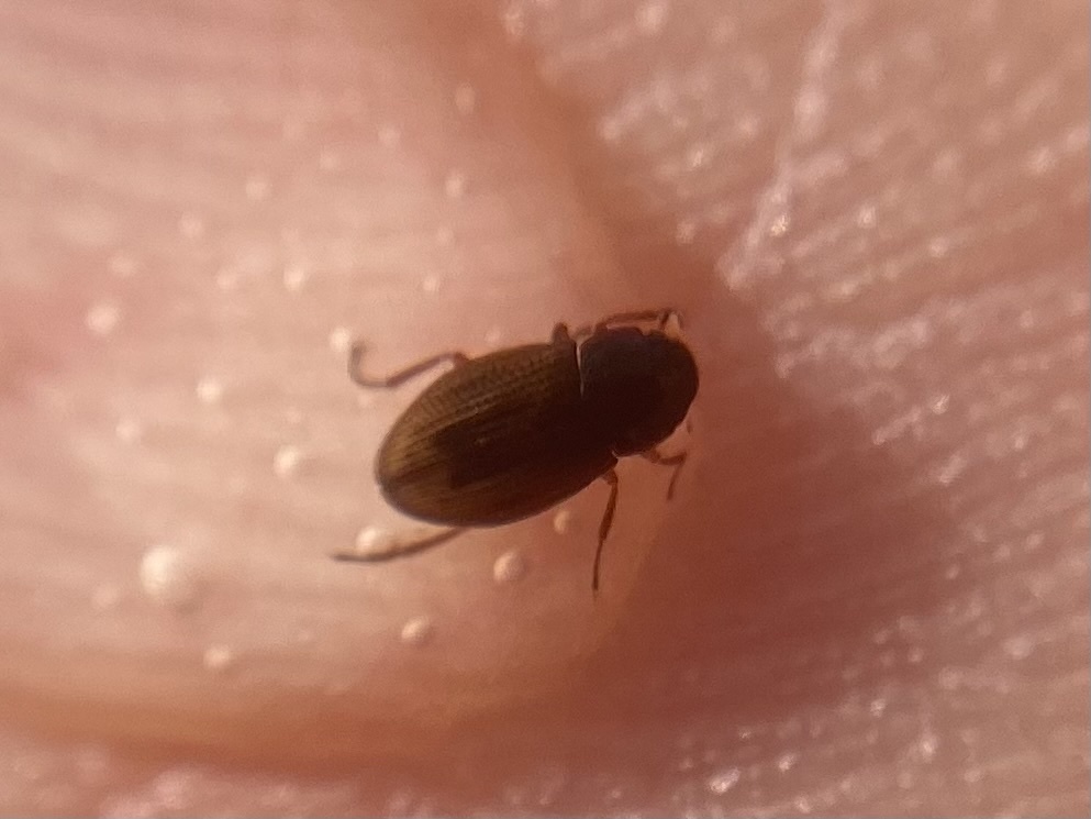 Helophorus nanus