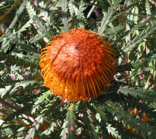 Image of Banksia formosa by (c) Gail A Baker, some rights reserved (CC BY)