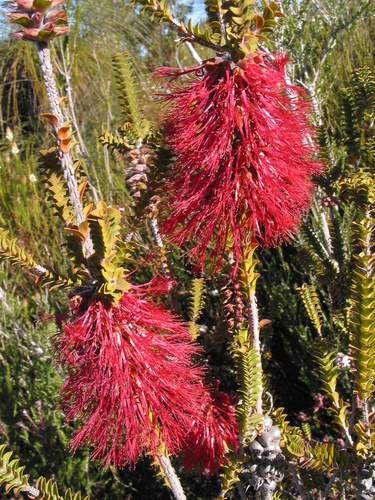 Image of Melaleuca transversa by (c) Gail A Baker, some rights reserved (CC BY)