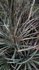 Puya lineata