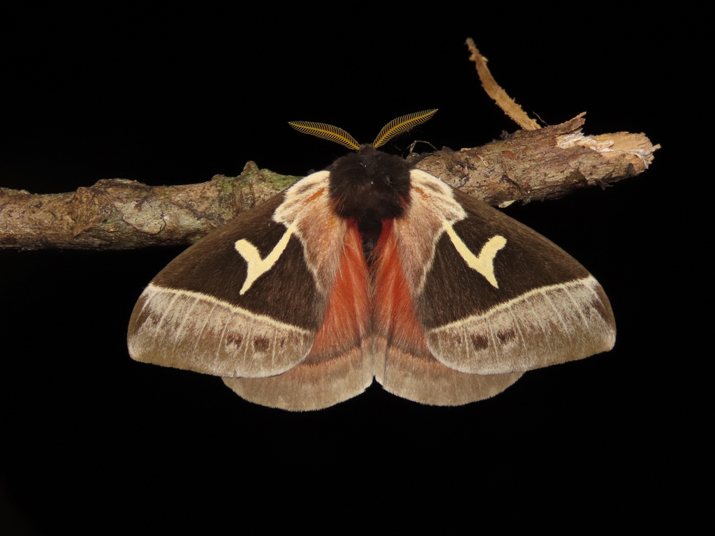 Dirphia yarumala